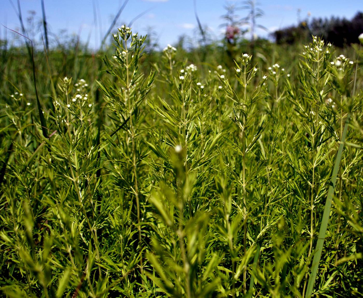 Pycnanthemum virginianum image