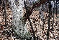 Quercus muhlenbergii image