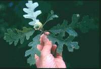 Image of Quercus x bebbiana