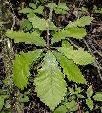 Quercus bicolor image