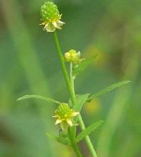 Ranunculus abortivus image
