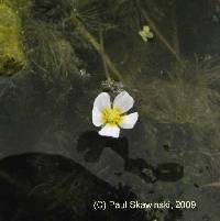 Ranunculus aquatilis var. diffusus image