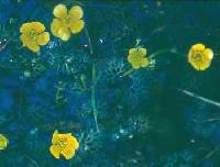 Ranunculus flabellaris image