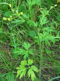 Image of Ranunculus pensylvanicus