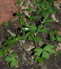 Ranunculus recurvatus var. recurvatus image