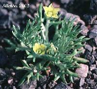 Image of Ranunculus testiculatus