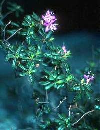 Rhododendron lapponicum image
