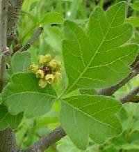 Image of Rhus aromatica