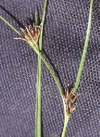 Image of Rhynchospora capitellata