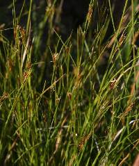 Image of Rhynchospora capillacea