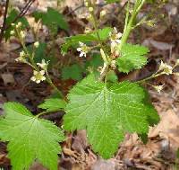 Ribes glandulosum image