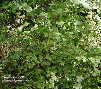 Image of Ribes oxyacanthoides var. oxyacanthoides