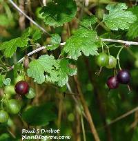 Ribes hirtellum image