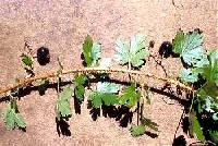 Image of Ribes lacustre