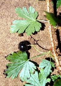 Ribes lacustre image