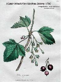 Image of Ribes nigrum