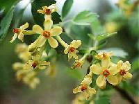 Image of Ribes aureum var. villosum