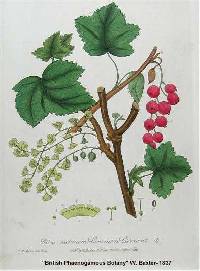 Ribes rubrum image