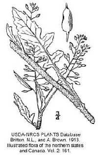 Rorippa palustris subsp. hispida image