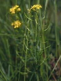 Rorippa sylvestris image