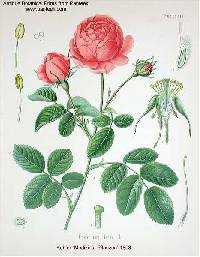 Rosa X centifolia image