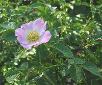 Image of Rosa rubiginosa