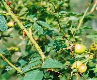 Rosa rubiginosa var. rubiginosa image