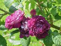 Image of Rosa gallica