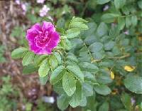 Image of Rosa rugosa