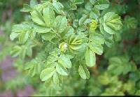 Rosa rugosa image