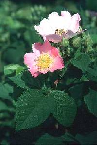 Rosa setigera image