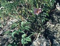Rosa woodsii subsp. woodsii image