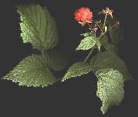 Image of Rubus idaeus