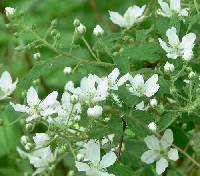 Rubus occidentalis image