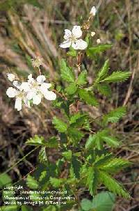 Rubus pensilvanicus image