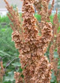 Rumex crispus image