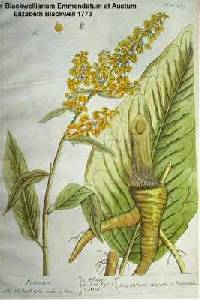 Rumex patientia image