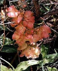 Rumex venosus image