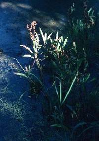 Rumex verticillatus image