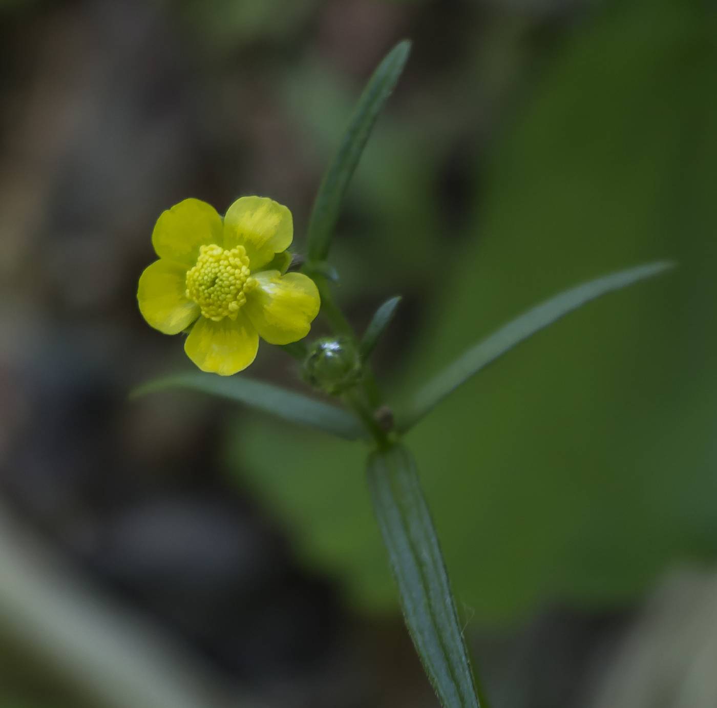 Ranunculus acris image