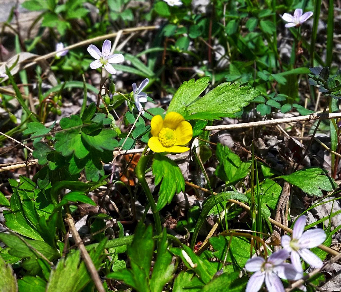Ranunculus fascicularis image