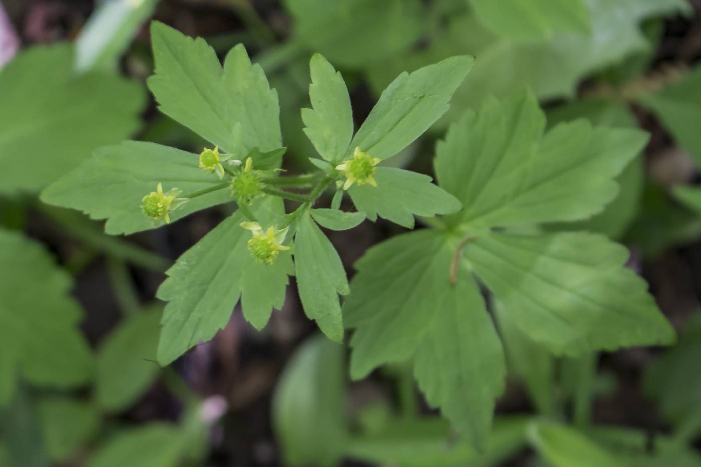 Ranunculus recurvatus image