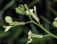 Raphanus raphanistrum image