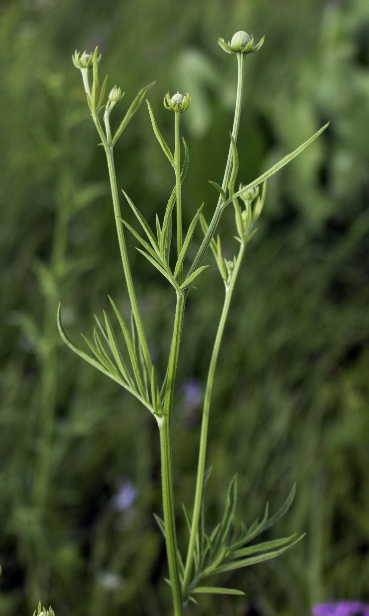 Ratibida pinnata image