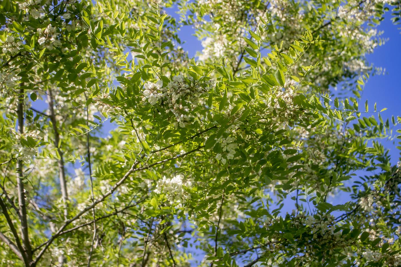 Robinia pseudoacacia image