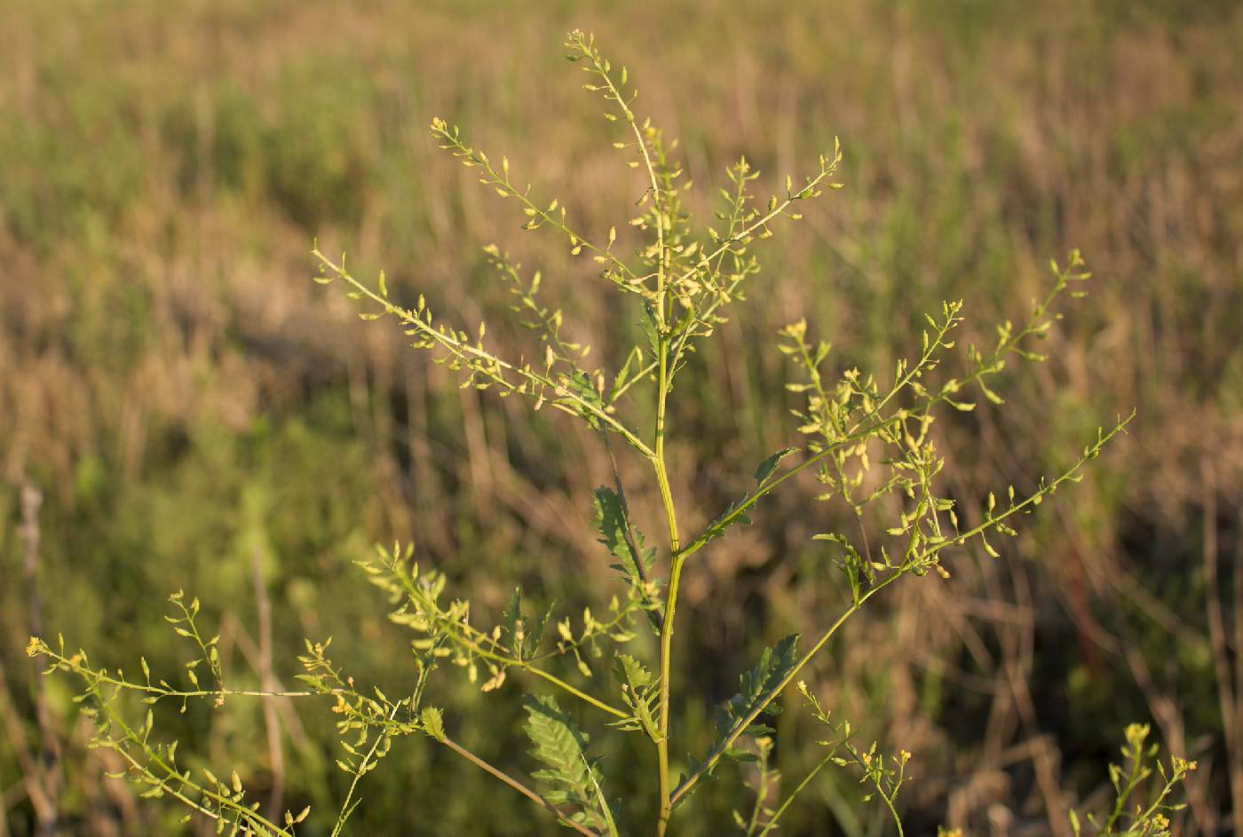 Rorippa palustris image