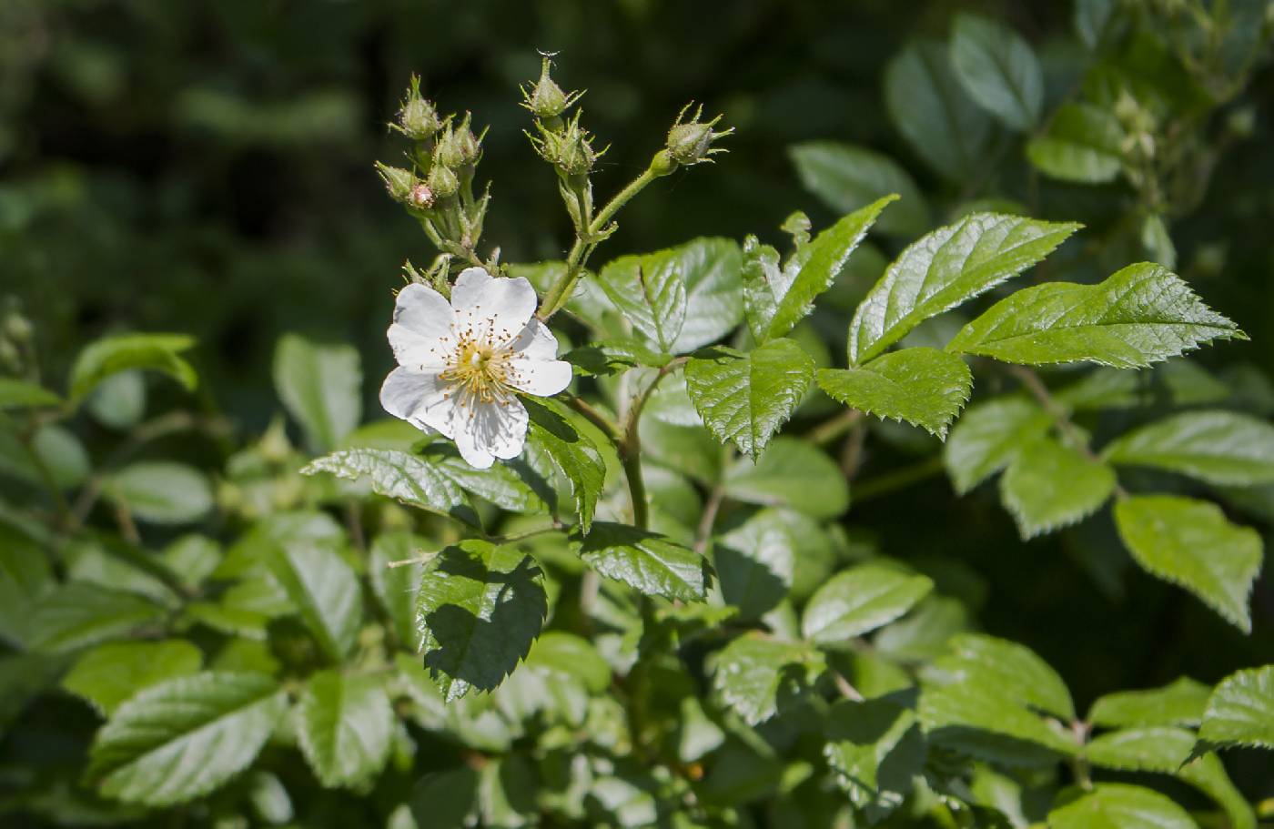Rosa multiflora image