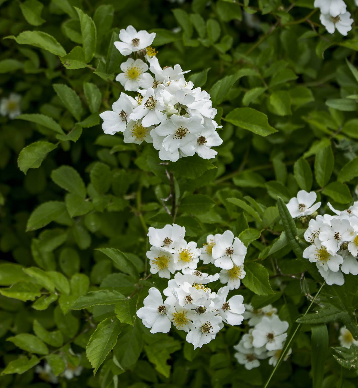 Rosa multiflora image