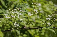 Rubus allegheniensis image
