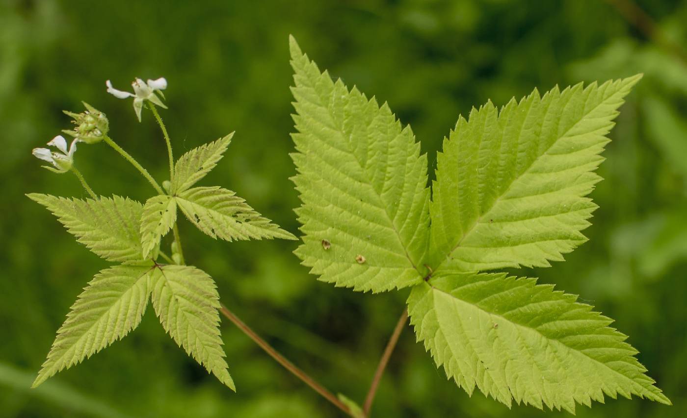 Rubus pubescens image